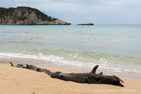 Playa de Costa Navarino